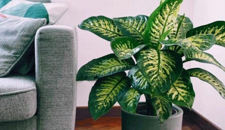 Plantas em apartamento: Dicas e espécies que se adequam à vida na praia