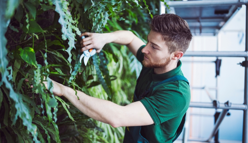 Como cuidar do jardim vertical